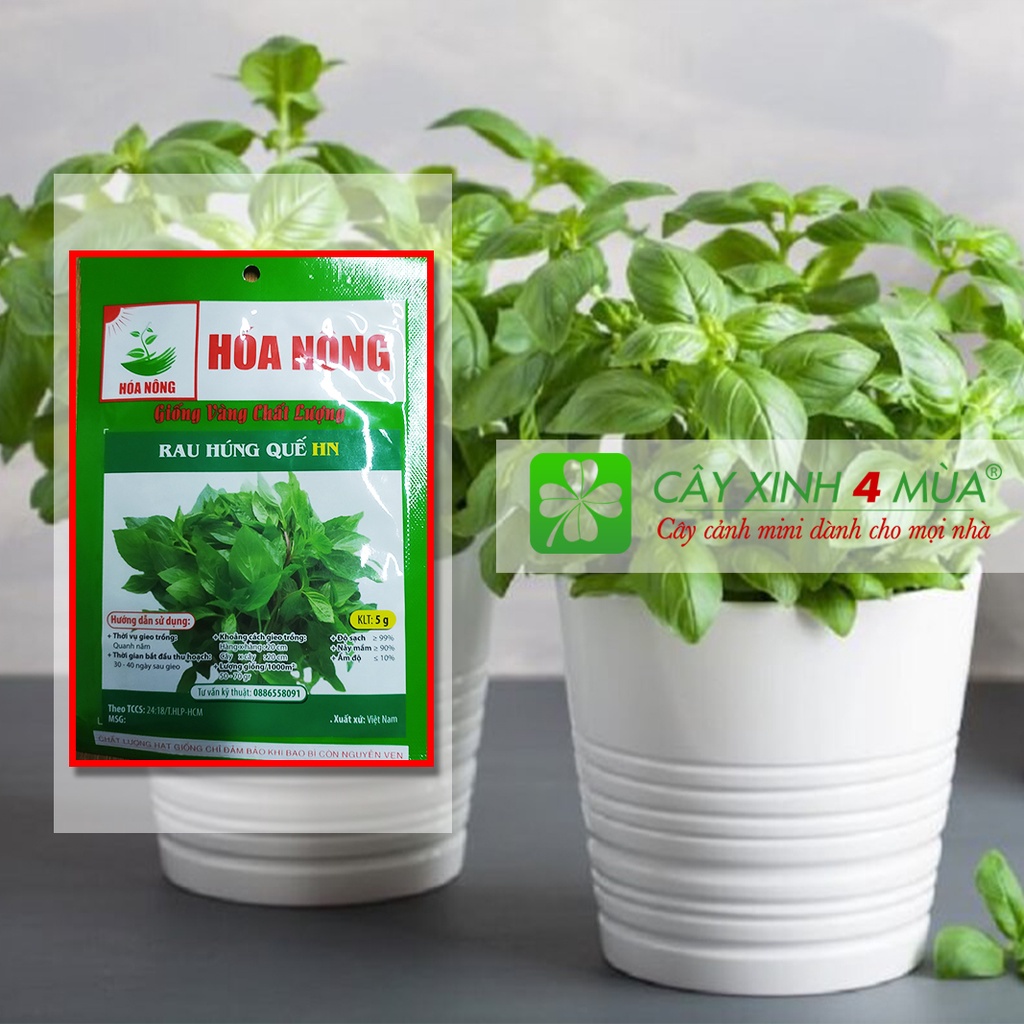 RAU HÚNG QUẾ HN -[Xanh - Sạch] - Giống Vàng Chất Lượng
