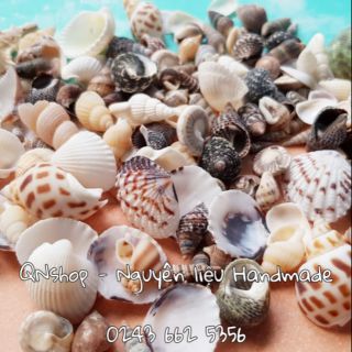 Vỏ ốc biển cỡ nhỏ