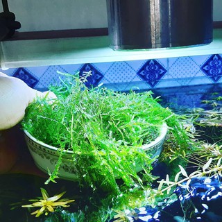 RÊU THỦY SINH XMAS SIÊU ĐẸP DỄ TRỒNG ĐÃ DƯỠNG KHÔNG CO2