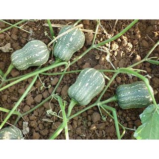 Hạt giống Bí đỏ củ lạc (bí hạt đậu)