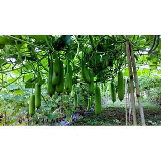 Hạt giống bầu sao f1 siêu trái 2gr