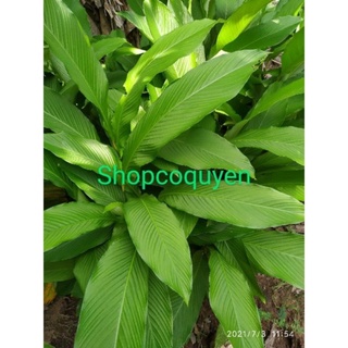 củ lùn tròn 5 củ mầm đã lên mầm