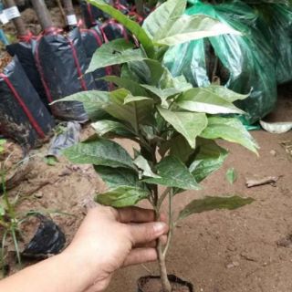 Combo cây giống,mít cóc,nhót
