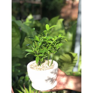 Chậu Sứ cây Kim Giao để bàn