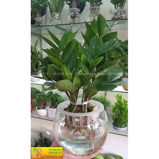Cây Kim Tiền Thủy Sinh ( Sỉ Lẻ )