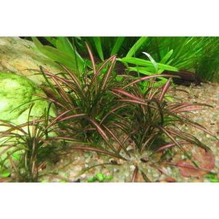 CỎ ĐỎ thủy sinh 35-45 cây KHÔNG CO2