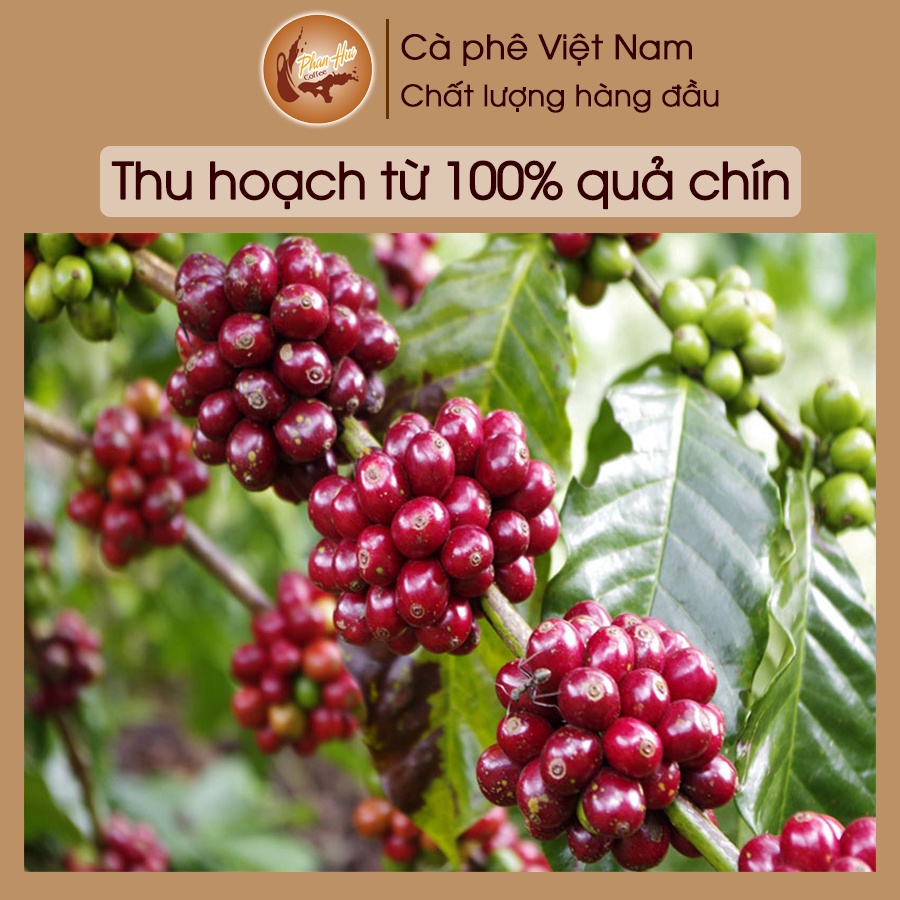 [500g] Cà phê Phan Hui Premium Quality Arabica nguyên chất 100% phù hợp cho phan phin và pha máy - Phan Hui Coffee | BigBuy360 - bigbuy360.vn