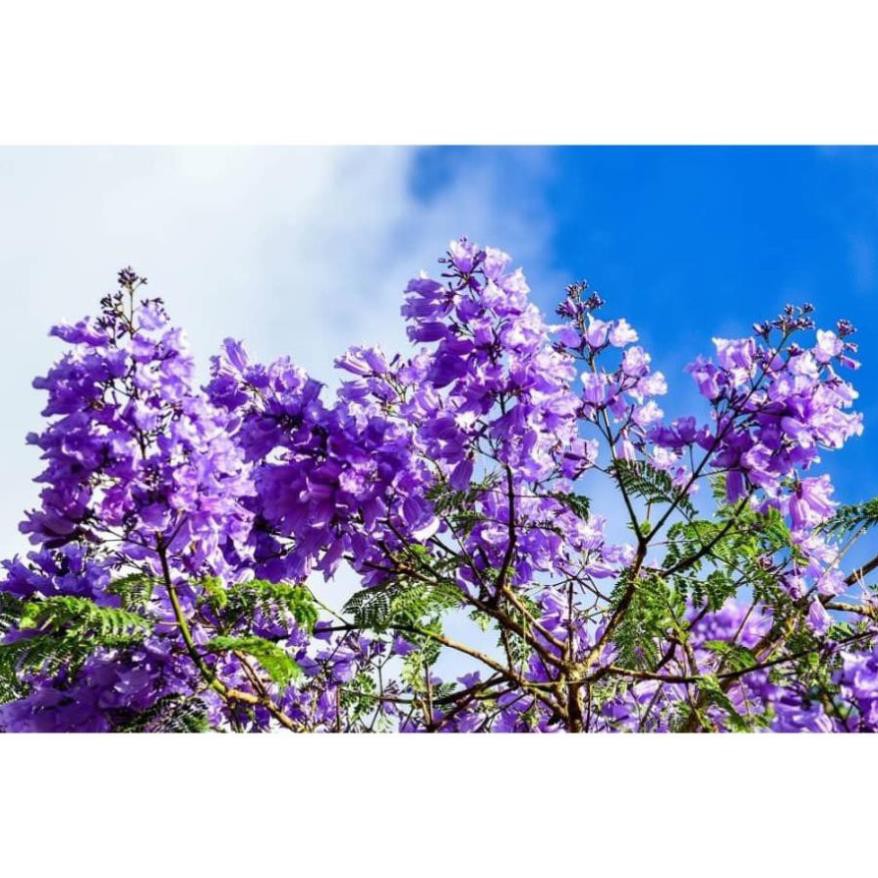 Sản phẩm hoa phượng tím chùm ớt đà lạt- hàng gửi đi nguyên bầu giống + Tặng  phân hữu cơ cao cấp