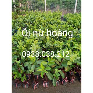 CÂY GIỐNG ỔI NỮ HOÀNG