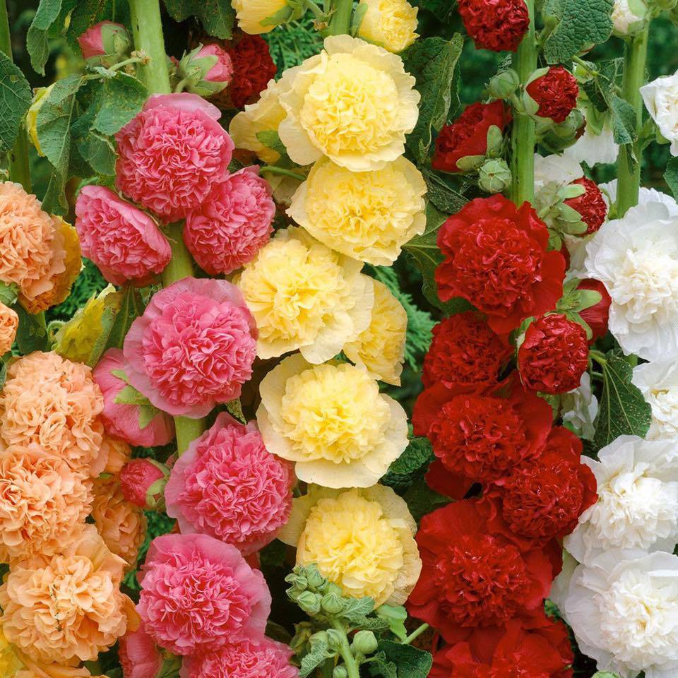 5 hạt giống cây khúc côn cầu hạt nhựa ruồi xếp chồng lên nhau 💯 dễ nảy mầm Hoa đẹp