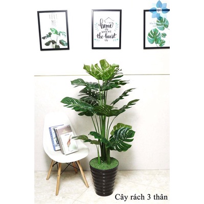 Cây giả - cây monstera - trầu bà lá xẻ 16 lá 1m3 - hàng sẵn