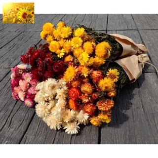 Hạt Giống Hoa Cúc Bất Tử Mix Nhiều Màu (100 Hạt)  - MUA 3 TẶNG 1 CÙNG LOẠI