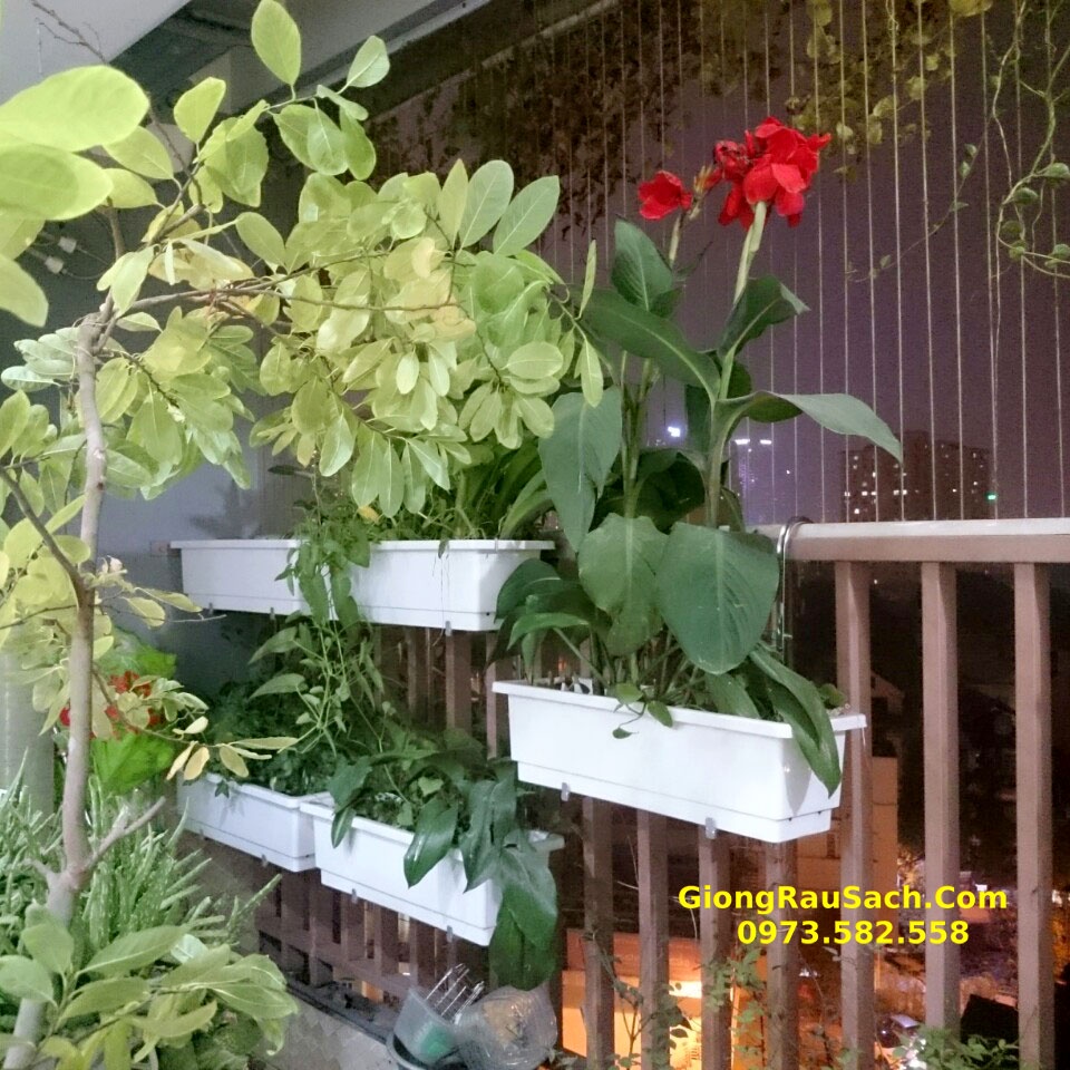 Combo Móc Treo Ban Công 2 Tầng + 2 Chậu Trồng Dài Thông Minh 67*24*20