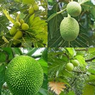 Cây giống Sa Kê (cây khỏe cao to hơn 1m Cây chiết Như hình).