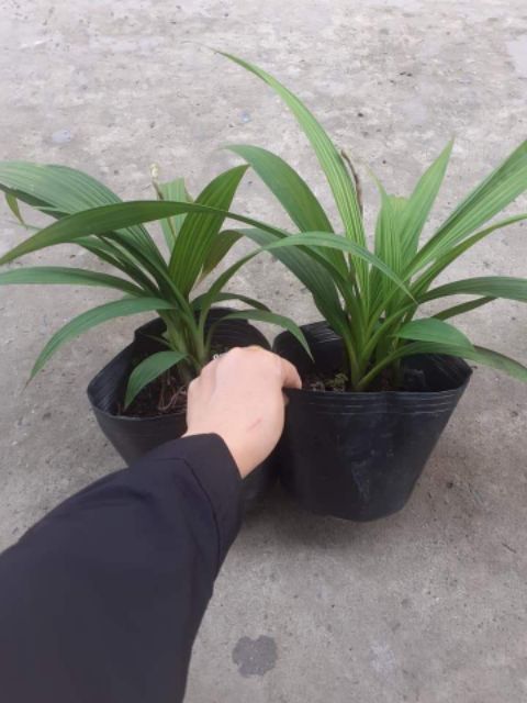 Địa lan chu đỉnh - có 2 màu