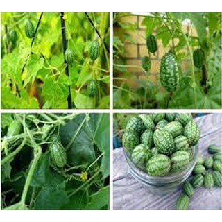 HẠT GIỐNG DƯA HẤU TÍ HON GÓI 10 HẠT