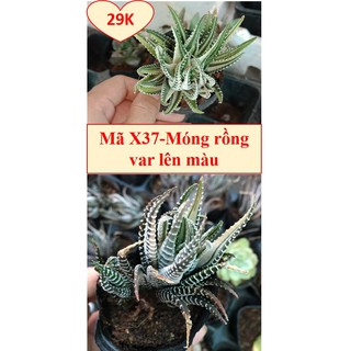 móng-rồng var-đã-loại-Lên-màu