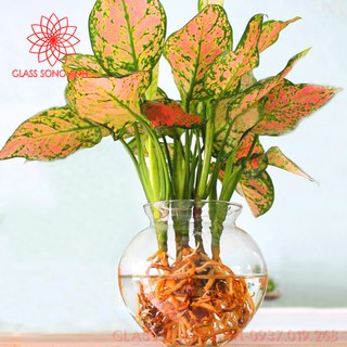 BÌNH THỦY TINH NUÔI CÁ ĐỂ BÀN, CHẬU CÁ THỦY TINH MINI, BÌNH THỦY TINH TRỒNG CÂY THỦY SINH MẪU TIM LỚN
