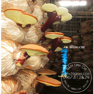 Bào tử nấm linh chi 100gr - Vanphuchung