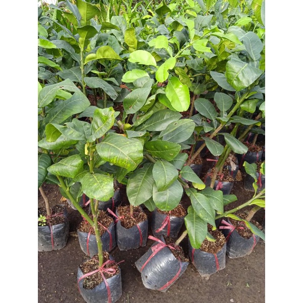 Cây bưởi da xanh