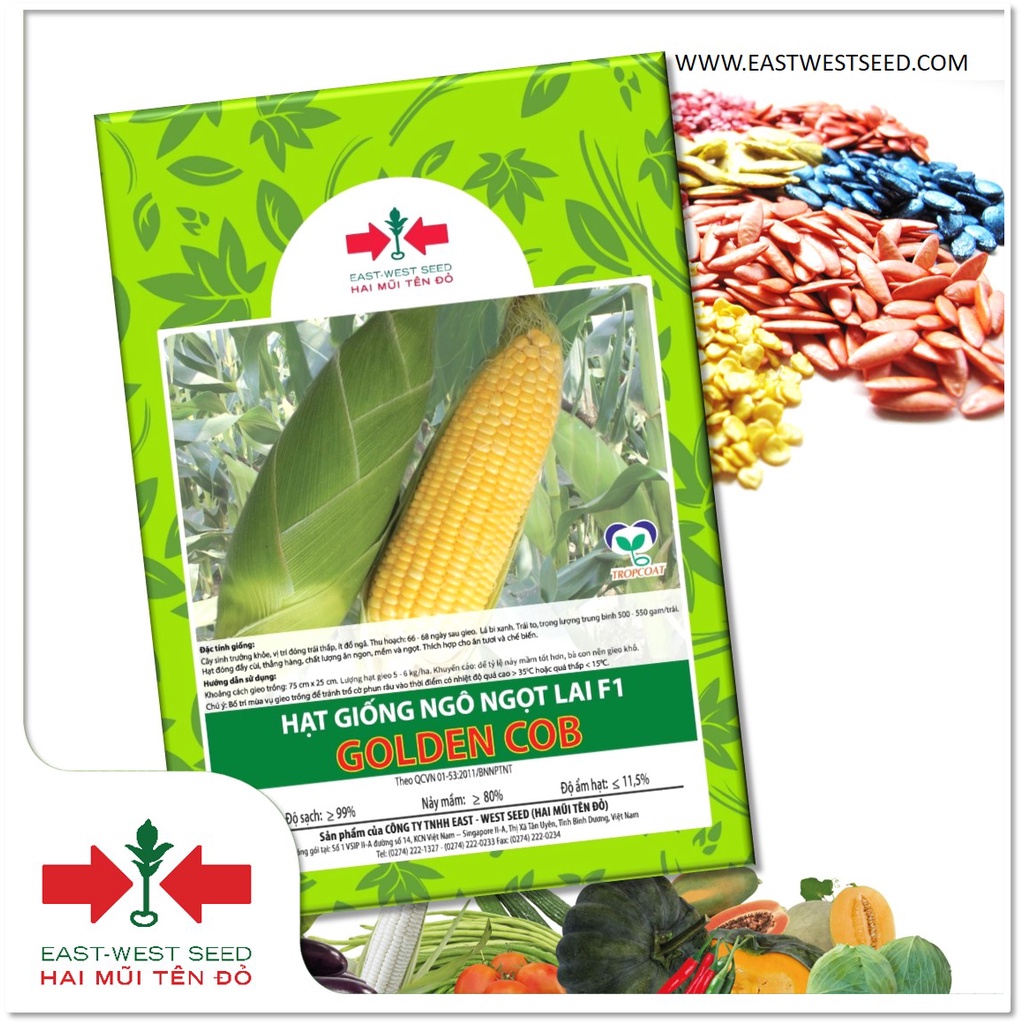 GÓI 70 HẠT NGÔ NGỌT LAI F1 GOLDEN COB CỦA EAST-WEST SEED
