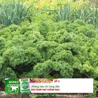 HẠT GIỐNG CẢI XOĂN KALE 20 hạt