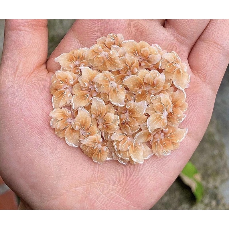 Hoa bột ẩn(giá 1 bông)