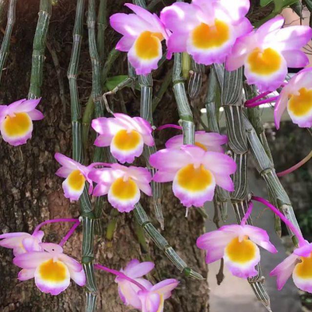 1 bó lan long tu đá hoa tím hàng rừng siêu to, hoa siêu đẹp