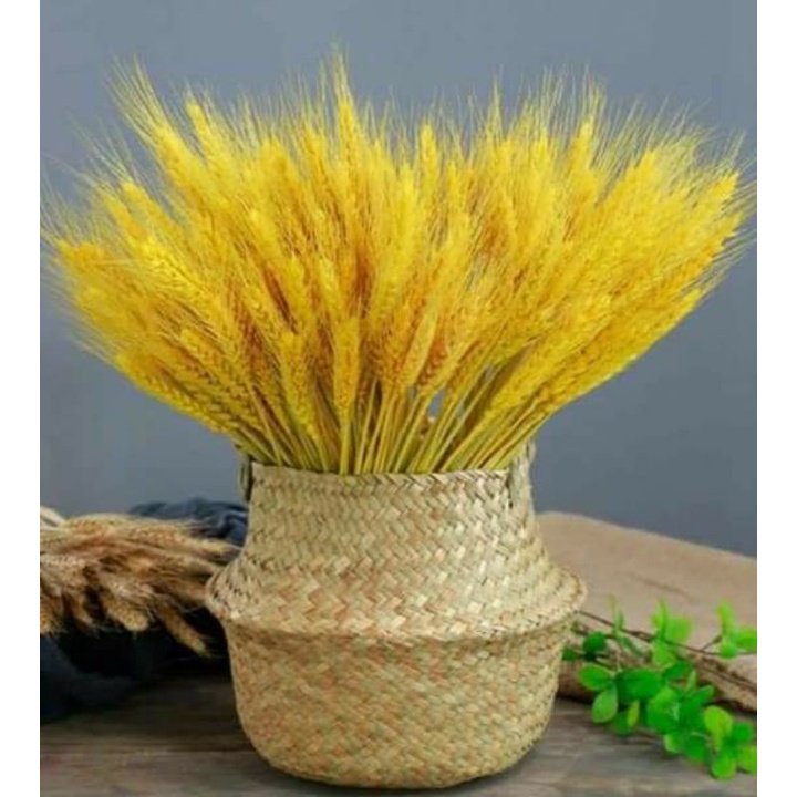 giỏ cói 23cm để cây, cắm hoa
