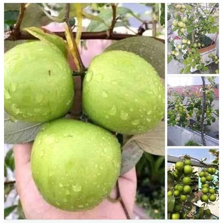 Giống Cây Táo Đại thái lan ( cây ghép siêu trái )
