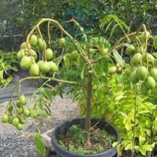 Cây cóc thái lùn siêu quả trồng chậu 6 tháng ra quả không sâu bệnh dễ chăm sóc .