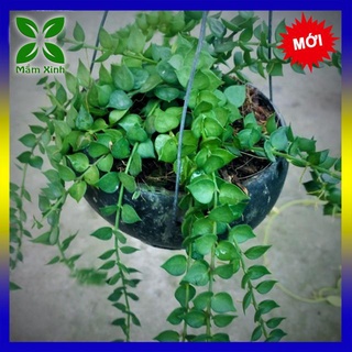 CHẬU TREO LAN TIM TRỒNG TRONG GÁO DỪA Y HÌNH CHỤP