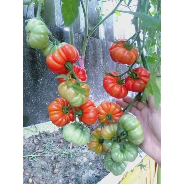 💥hạt giống cà chua múi khổng lồ Mỹ ❤️☘️Ngon Đặc Biệt❤️💥 rất dễ trồng