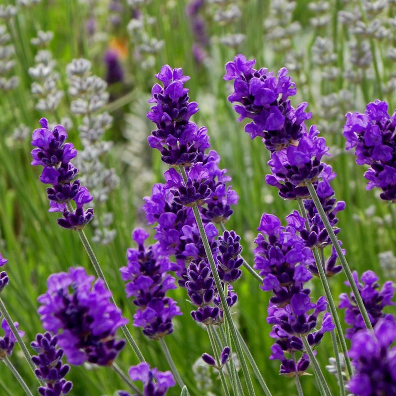 Túi 100 Hạt Giống Hoa Oải Hương Tím Lavender