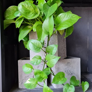 Chậu trồng cây trồng hoa ban công hình vuông V15cm bằng đá ong xám tự nhiên,  chậu ốp tường trồng cây tự nhiên