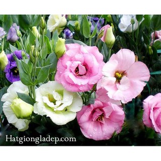 Hạt Giống Hoa Cát Tường