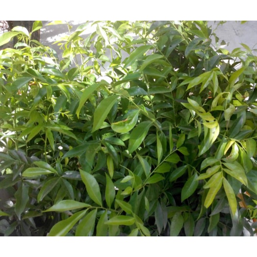 CÂY MẮC MẬT GIỐNG