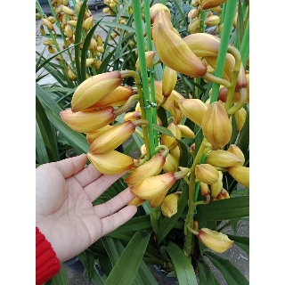 Hoa Địa Lan Santo HOA NỞ TẾT CÓ ĐỦ 10 màu