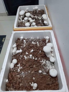 Phôi nấm hoàng đế