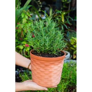 Cây Hương Thảo (Rosemary)