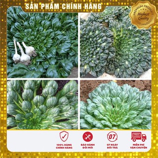 Hạt giống Ray Cải Hoa Hồng ( gói 1 Gram NGON MÀ ĐẸP)