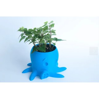 Chậu cây sen đá, cây cảnh hình bạch tuột