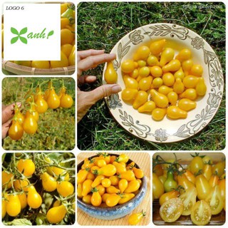 Hạt Giống Cà Chua Lê Vàng - 30 Hạt