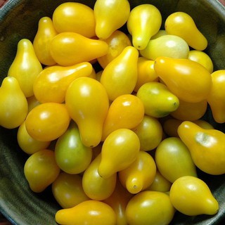 Hạt Giống Cà Chua Lê Vàng 30 Hạt/ Gói