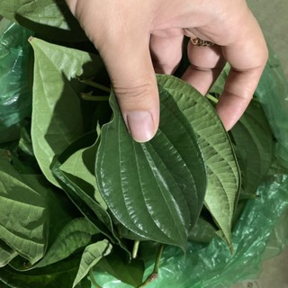 { ẢNH THẬT + VIDEO } lá TRẦU KHÔNG TƯƠI 100%