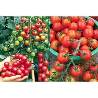 30 hạt giống cà chua chuỗi ngọc siêu ngọt F1