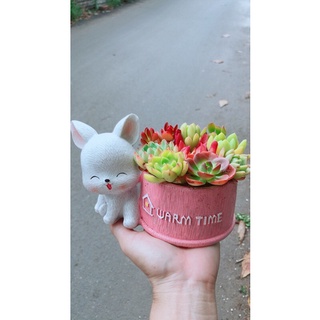 Chậu Cây Sen Đá Tiểu Cảnh