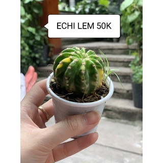 Xương rồng sen đá ECHINO LEM