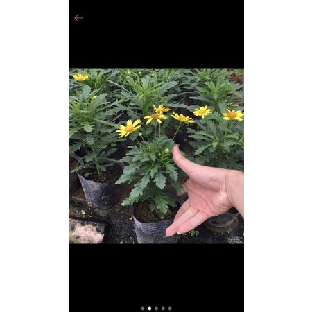 sét 10kg bầu ươm số lượng nhiều đủ các cỡ -hàng loại 1- giá ưu đãi