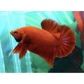 BETTA SUPER RED